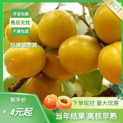 泰安珍珠油杏苗  珍珠油杏