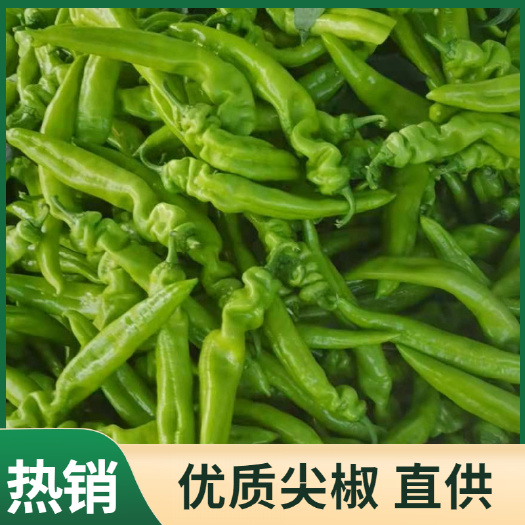 莘县优质尖椒大量上市！再不入手就要涨钱了！！！