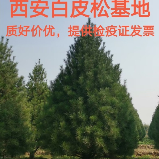 周至县白皮松