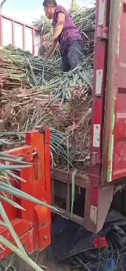 洪洞县 钢葱