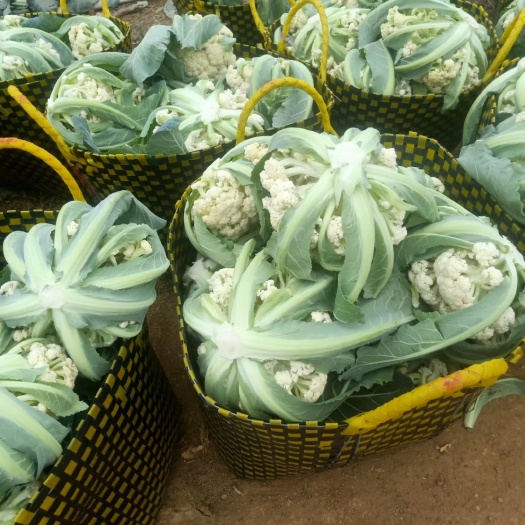 横州市白花菜花  横州市松花大量上市。欢迎全国各地老板前来采购