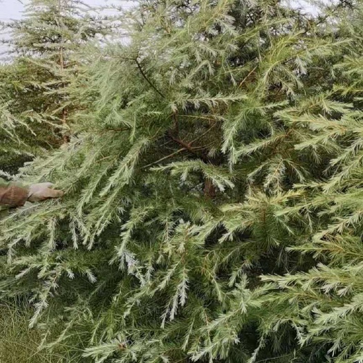 泰安 精品雪松，基地直销，大量有货量大便宜
