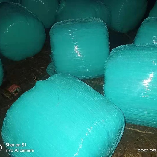 泗洪县 全株玉米青贮