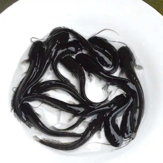 重庆市 鲶鱼苗，优质的鱼苗，长势快，成活率高，欢迎订购