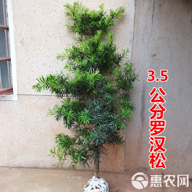 罗汉松树苗迎客松老树桩米叶金钻别墅庭院造型大树盆栽盆景苗