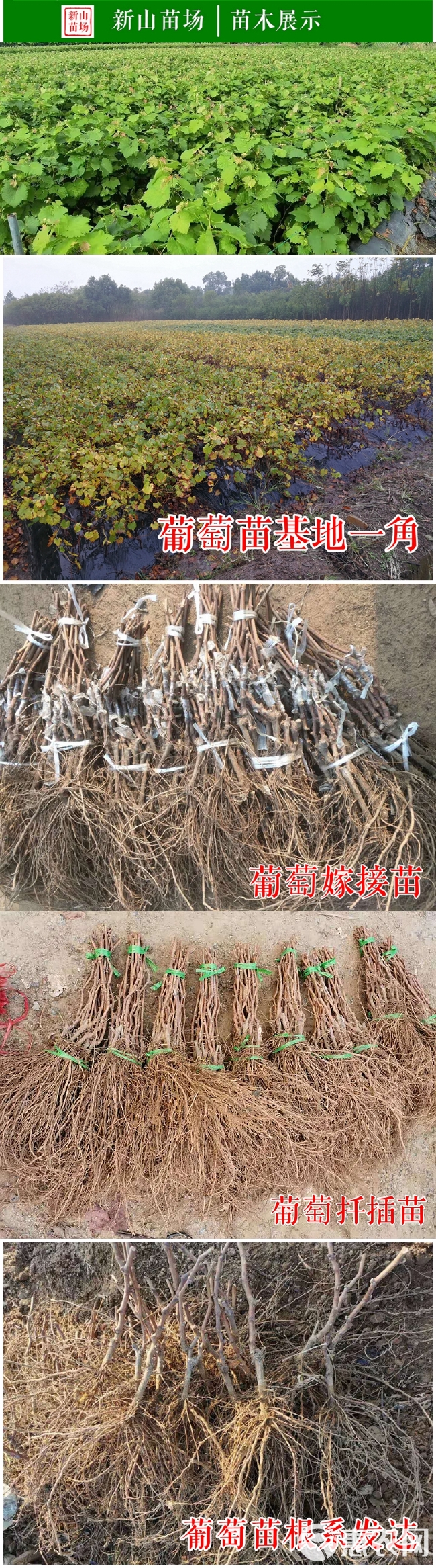 夏黑葡萄苗 葡萄苗品种保证 优质葡萄苗 南北方种植嫁接扦插苗