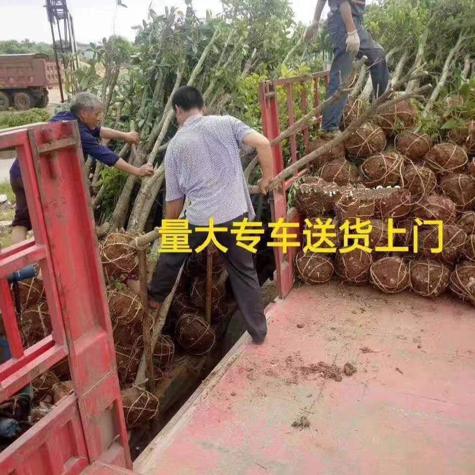  香樟树苗大小叶香樟庭院四季常青驱蚊南北方种植大型工程绿化苗木