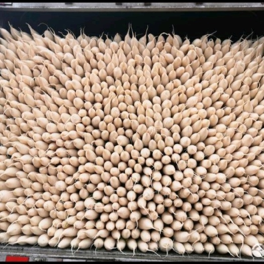 寻甸县精品白萝卜、皮薄肉厚、一手货源，量大从优。
