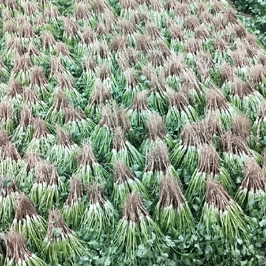 隆尧县 精品大叶香菜