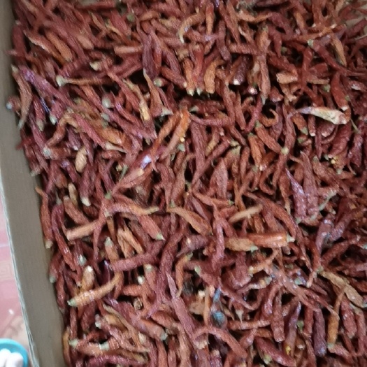 郸城县 新鲜红泡椒