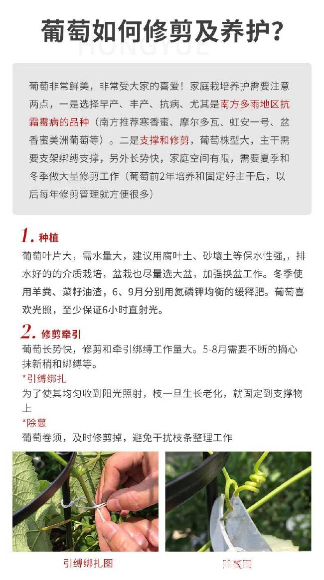 夏黑葡萄苗 葡萄苗品种保证 优质葡萄苗 南北方种植嫁接扦插苗