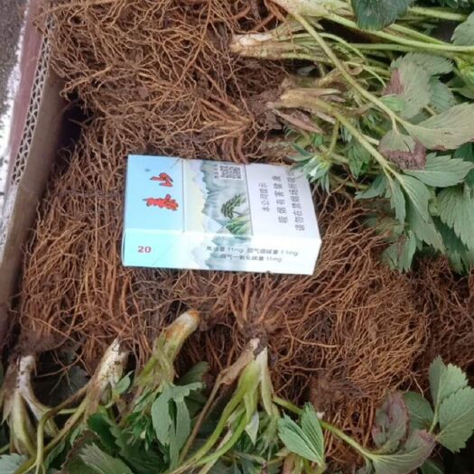 平度市章姬草莓苗 地栽苗 脱毒苗 