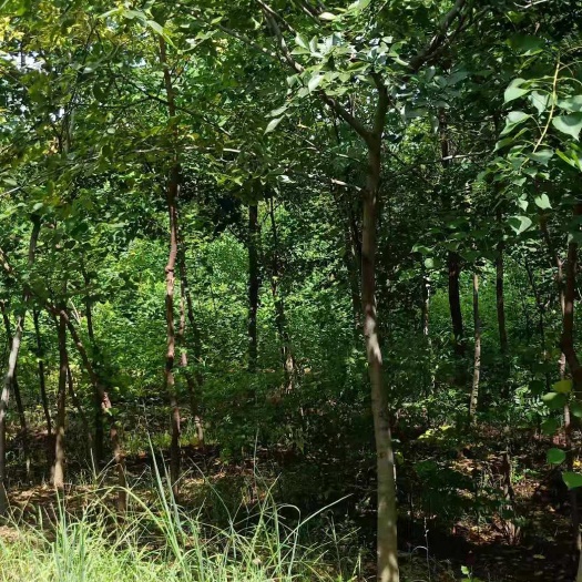 新沂市4公分乌桕树价格3公分乌桕树苗基地培育价格