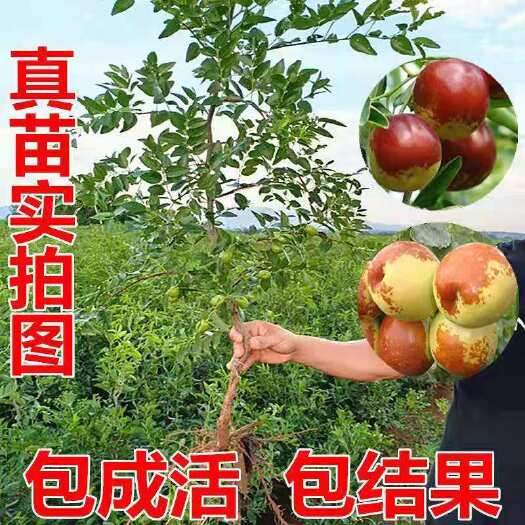 平邑县枣树苗嫁接沾化冬枣树苗地栽盆栽四季种植当年结果脆甜枣树苗包邮