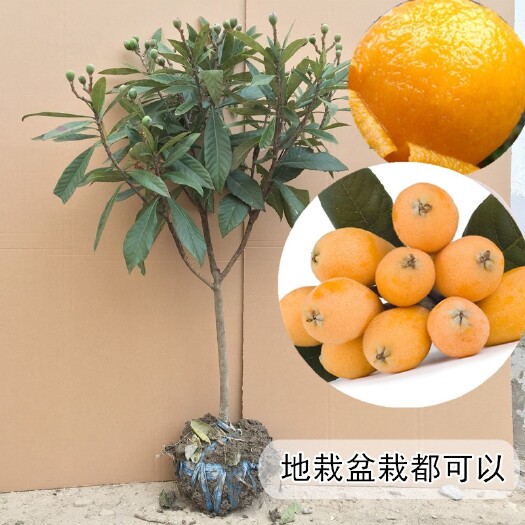 咸宁大五星枇杷苗 枇杷树苗枇杷苗盆栽地栽南方北方适合当年结果甜五星枇杷果树苗