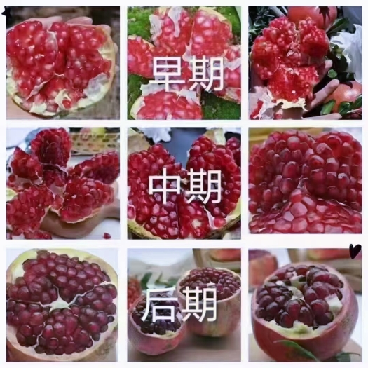 会理市 会理软籽石榴熟了