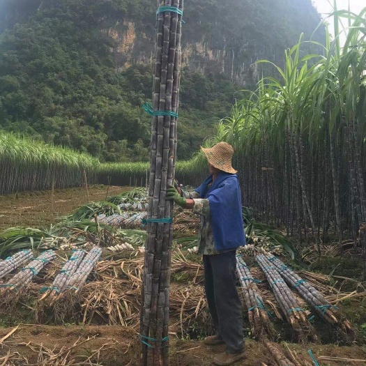 广西甘蔗产地直销   粗长  量大从优  提供回头车