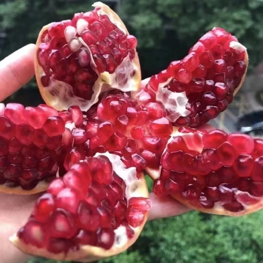盐边县 突尼斯软籽石榴