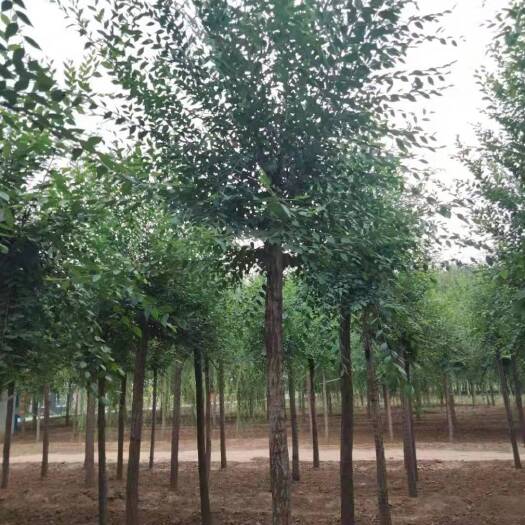 博野县速生白榆 3-12公分榆树大量销售中价格优惠质量好数量大