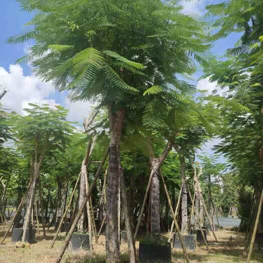 漳浦县 凤凰木