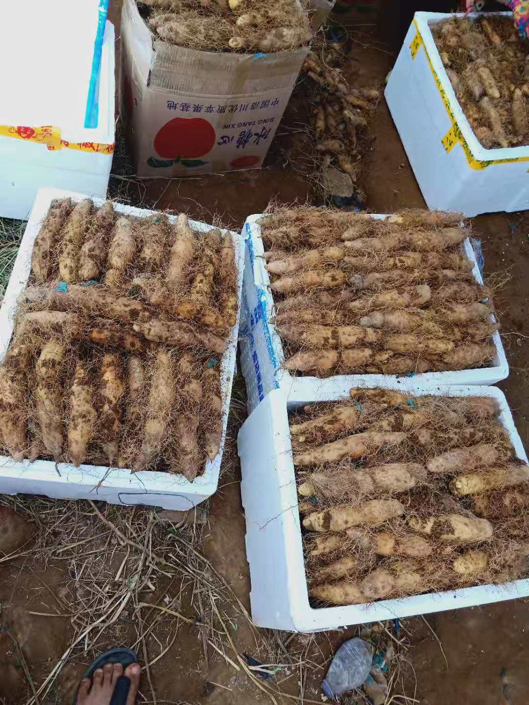 遂溪县毛薯，甜薯