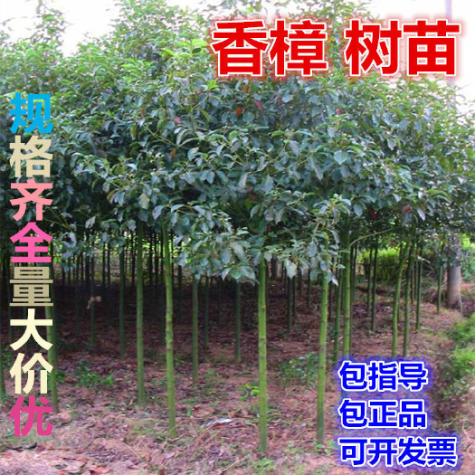 咸宁 香樟树苗大小叶香樟庭院四季常青驱蚊南北方种植大型工程绿化苗木