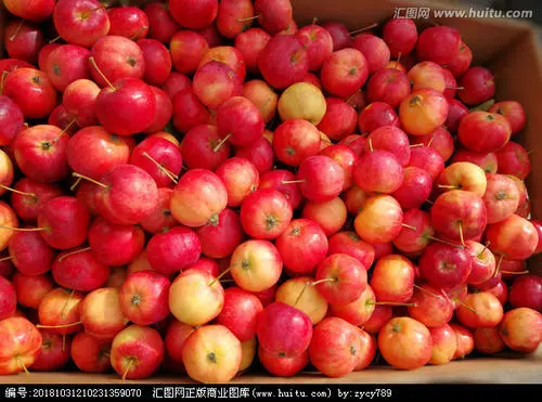  沙果