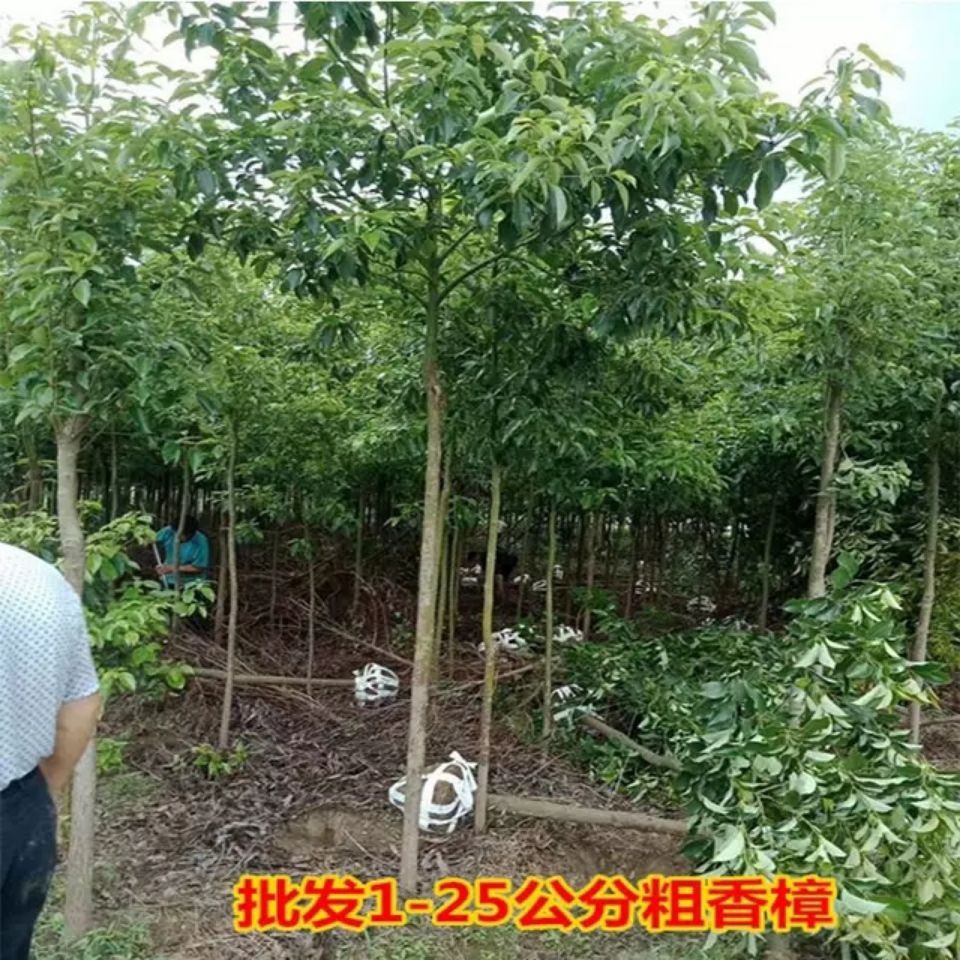  香樟树苗大小叶香樟庭院四季常青驱蚊南北方种植大型工程绿化苗木