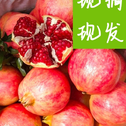 永胜县突尼斯软籽石榴 云南软籽石榴