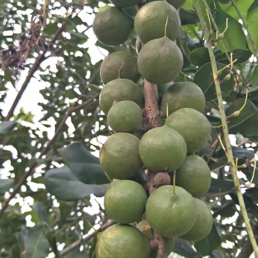 龙州县夏威夷果，澳洲坚果