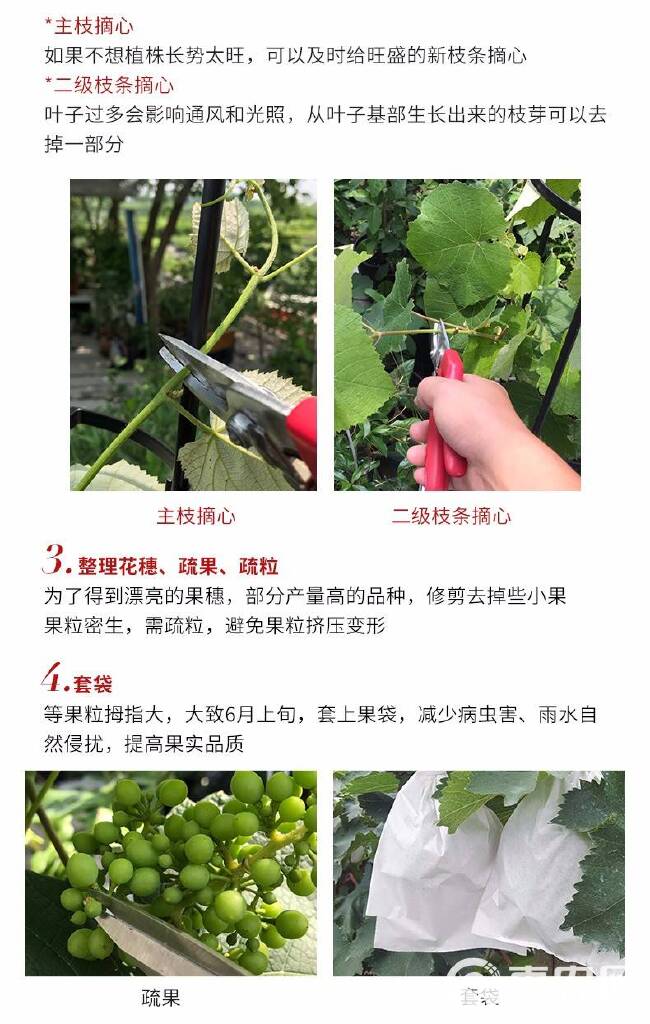 夏黑葡萄苗 葡萄苗品种保证 优质葡萄苗 南北方种植嫁接扦插苗