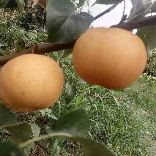 宁陵县 秋月梨