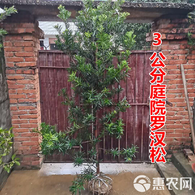 罗汉松树苗迎客松老树桩米叶金钻别墅庭院造型大树盆栽盆景苗