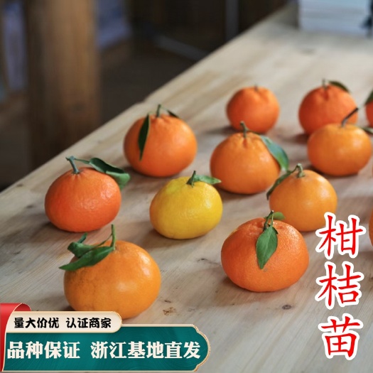 温州蜜桔苗  柑桔苗 红美人 黄美人 沃柑由良 柑橘新品种