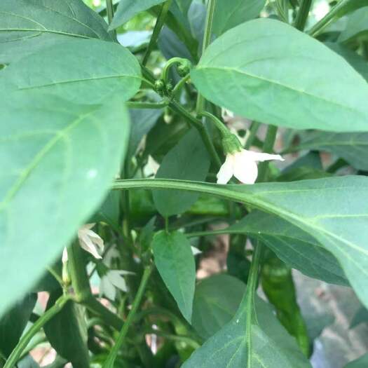 夏县 螺丝椒生产批发