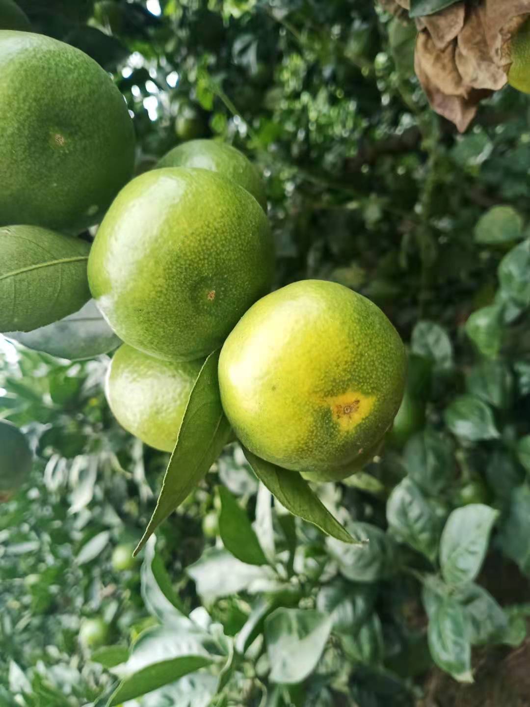 资阳特早蜜桔，酸酸甜甜，品质千年。