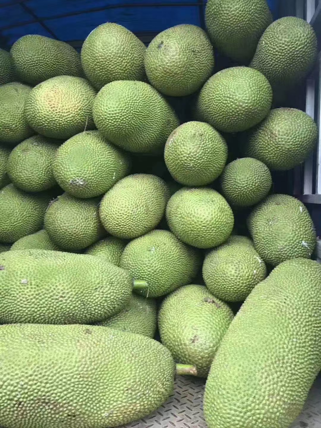 菠萝蜜  海南热带水果批发