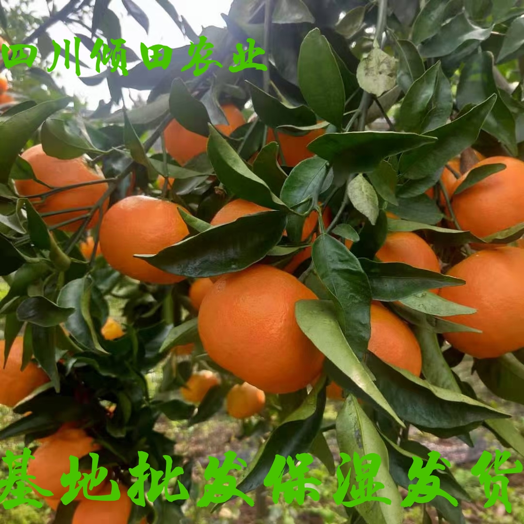 简阳市明日见柑橘苗明日旺柑橘苗新品种签合同