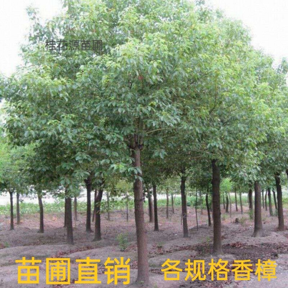  香樟树苗大小叶香樟庭院四季常青驱蚊南北方种植大型工程绿化苗木