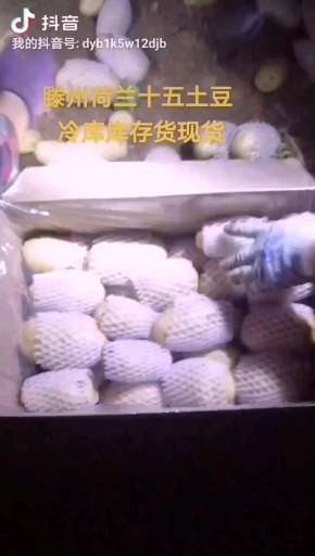 滕州市荷兰土豆  荷兰十五土豆，滕州荷兰十五冷库库存现货