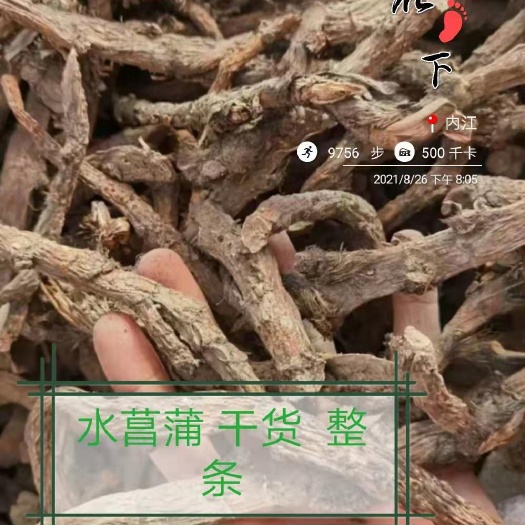 内江干货水菖蒲老根泥菖莆臭蒲根水菖蒲草根水剑草中药材菖蒲龙根