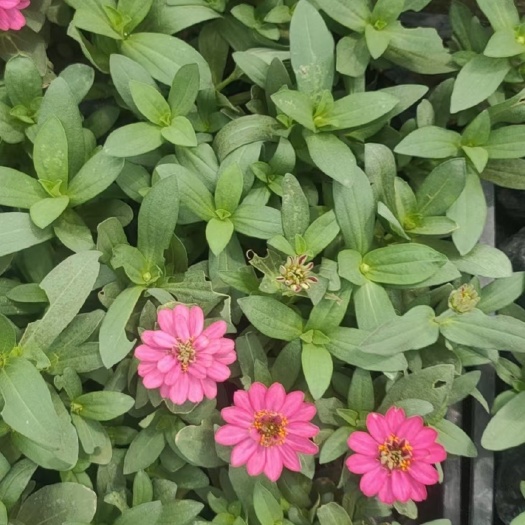 平湖市 百日草