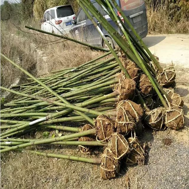  香樟树苗大小叶香樟庭院四季常青驱蚊南北方种植大型工程绿化苗木