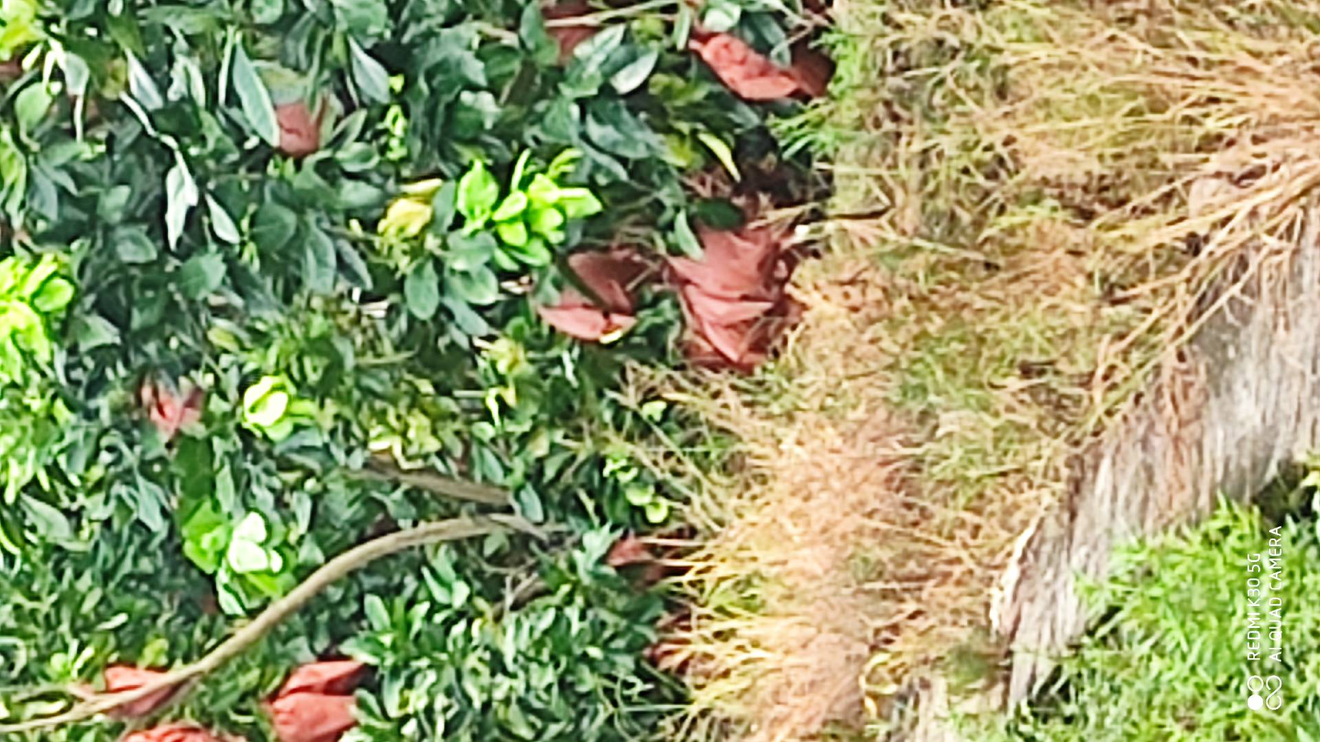 红心柚，三红柚