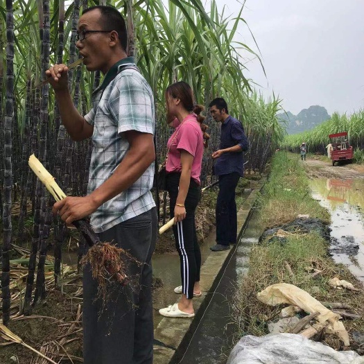 黑皮甘蔗产地直销  一手货源  质量保证  有便宜回头车