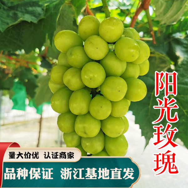 夏黑葡萄苗 葡萄苗品种保证 优质葡萄苗 南北方种植嫁接扦插苗