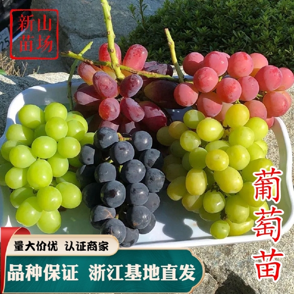 夏黑葡萄苗 葡萄苗品种保证 优质葡萄苗 南北方种植嫁接扦插苗