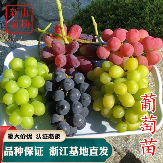嵊州市夏黑葡萄苗 葡萄苗品种保证 优质葡萄苗 南北方种植嫁接扦插苗