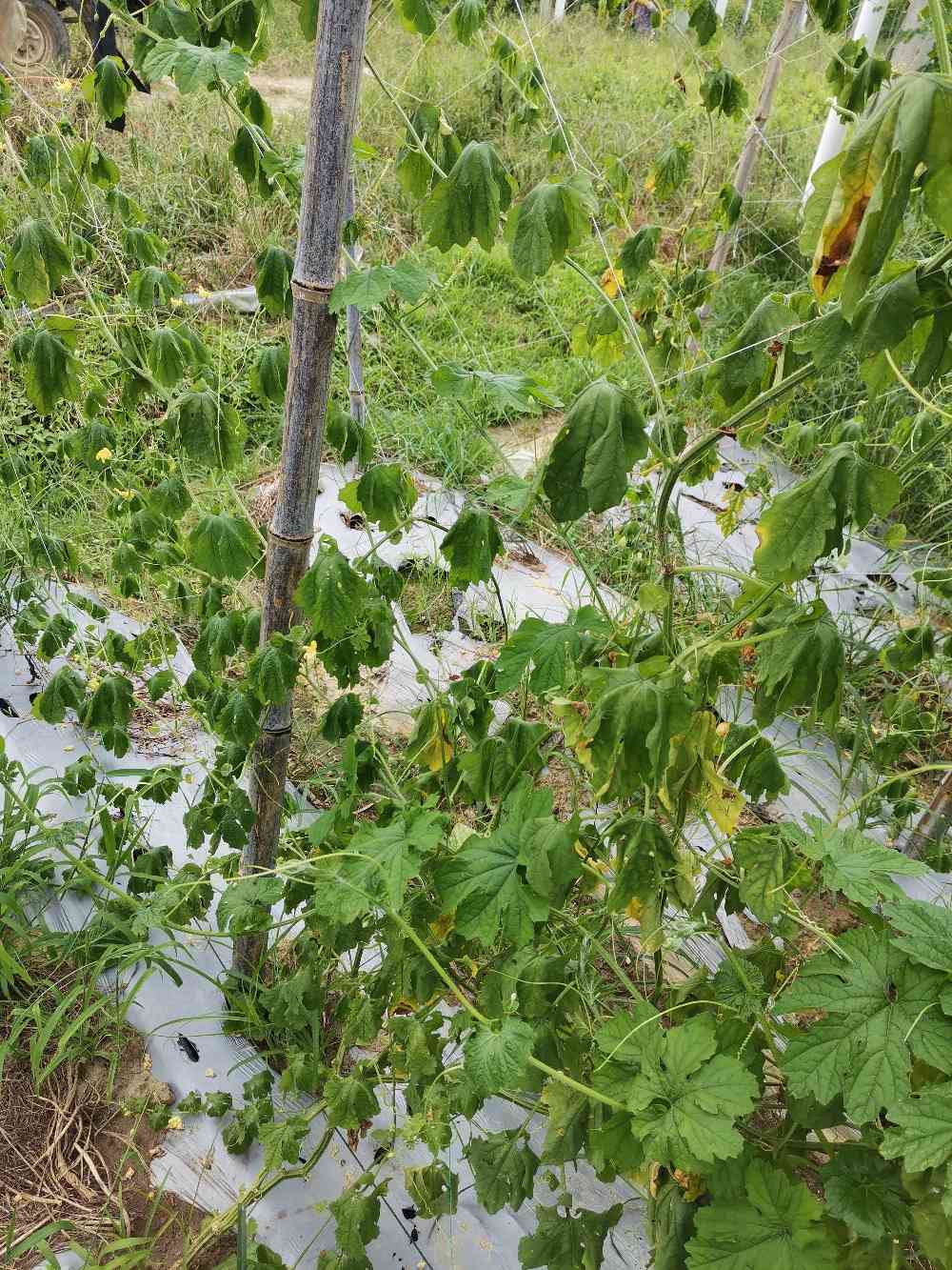 老师您好请问图片中的苦瓜萎枯是得了什么病要用什么药治疗