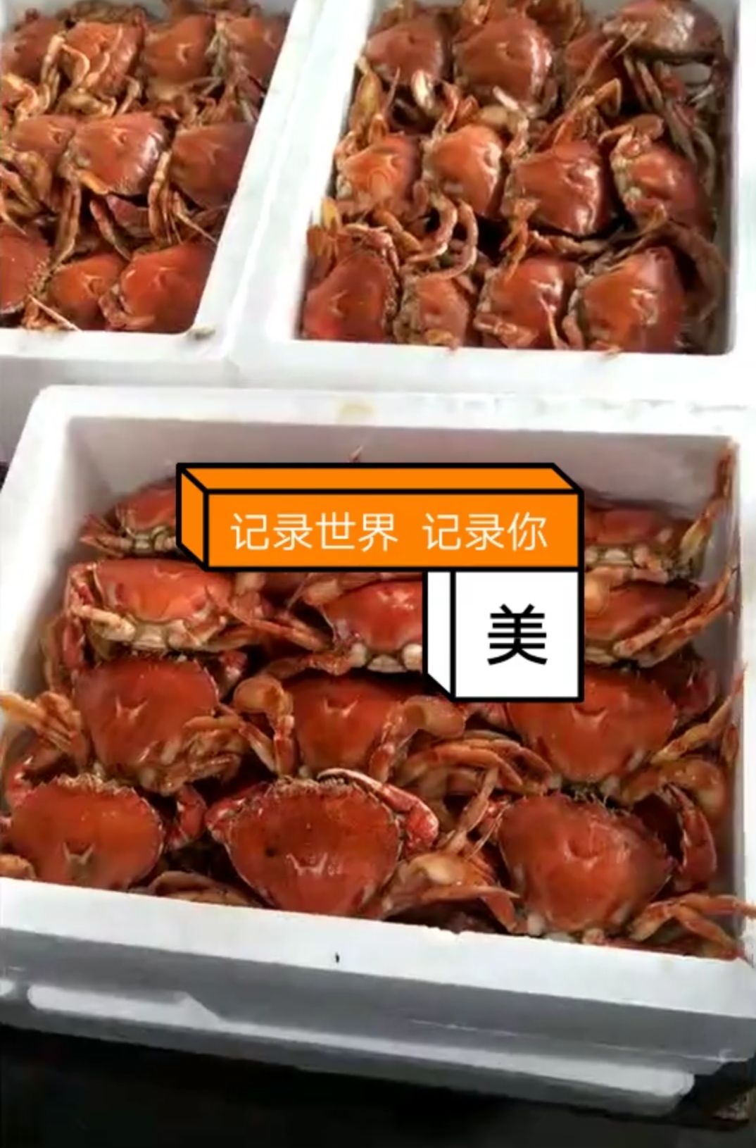 南昌招財蟹-石蟹